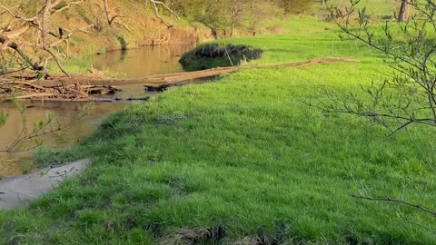 a stream in a pasture