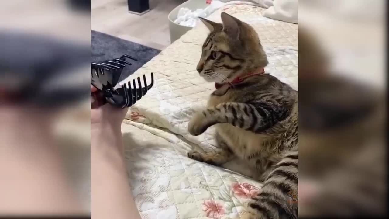 Cat Reaction to Toy