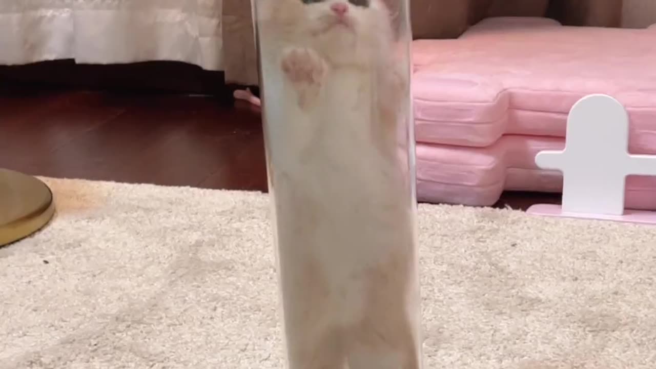 A kitty 🐱 cute act in glass