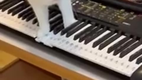 Funny 🤣🤣 video