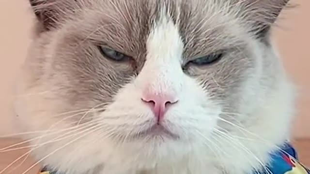 Duet with it’s supposed to be my brunch