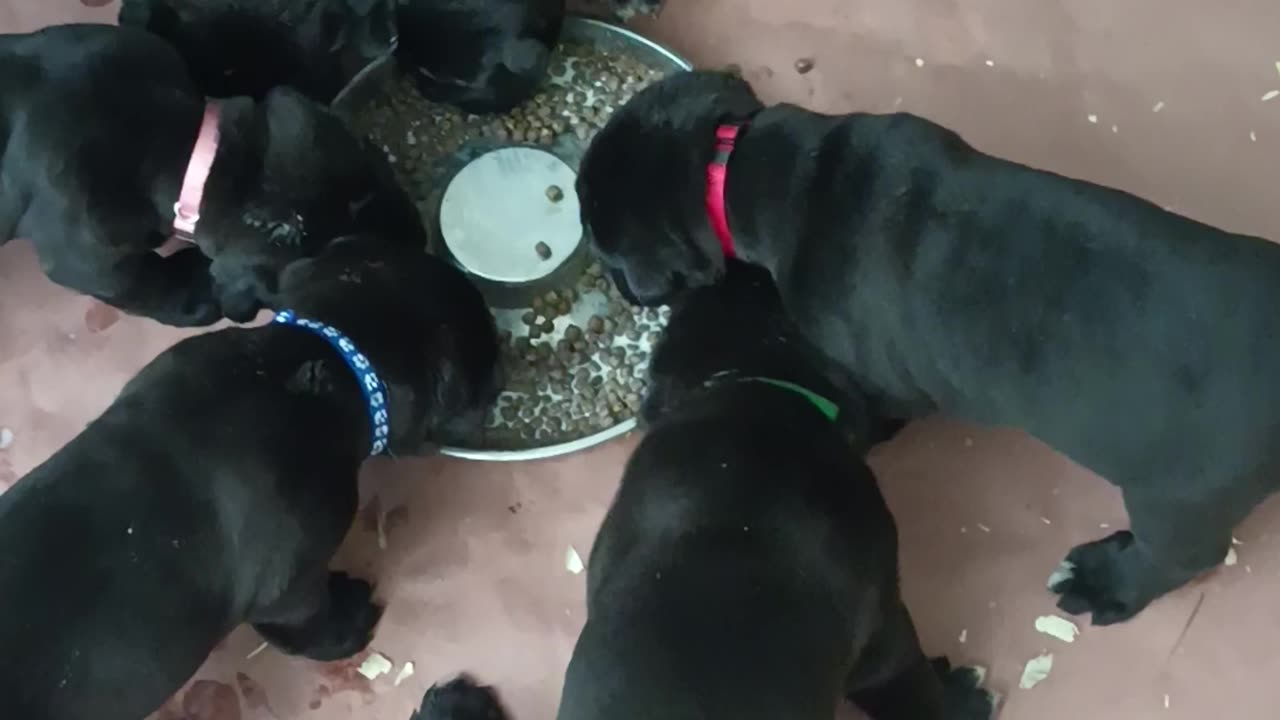 Cane Corso Pups Warhammer Pups 5 weeks old