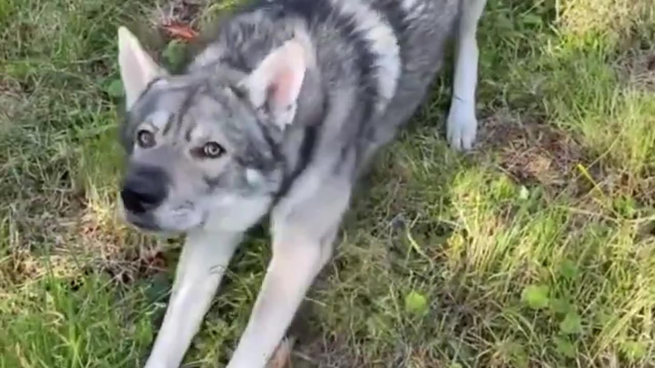 Top 10 dog's famous in the world /best dog's in the world
