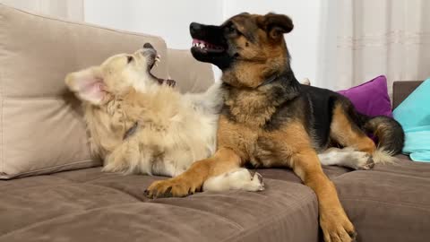 How the Golden Retriever and the German Shepherd Became Best Friends [Compilation]