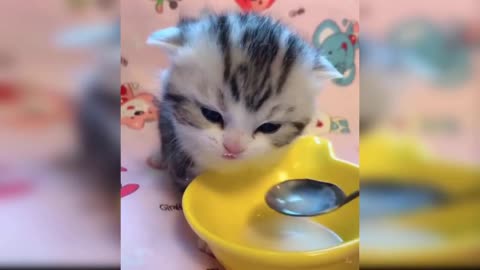 Baby Cats - Cute and Funny Baby Cat Videos Compilation