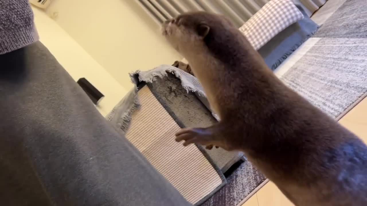 Baby Talking Hungry Otter