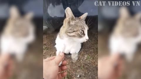 Cat stuck in car exhaust