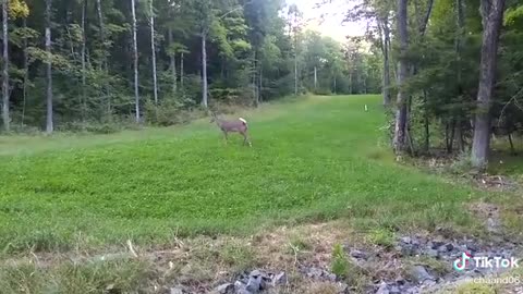 Cute and friendly baby dear in the park