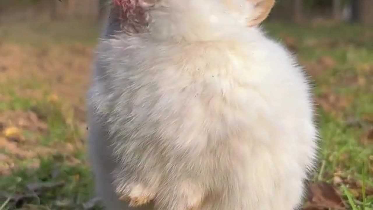 Cute rabbit eating strawberry 🍓