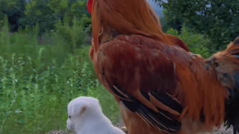 Cute Dog Playing With Hen