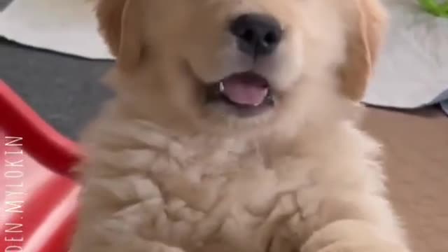 Cute funny Puppy