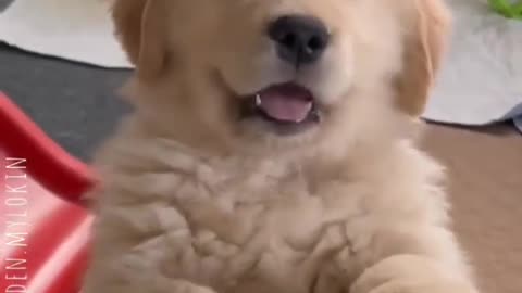 Cute funny Puppy