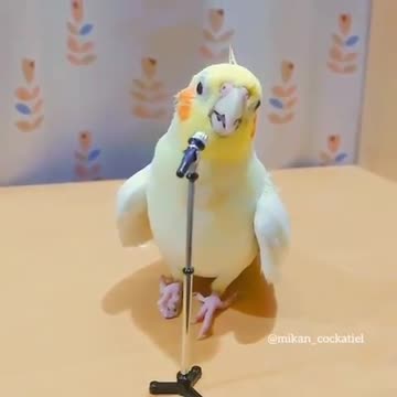 Bird world funny video 14