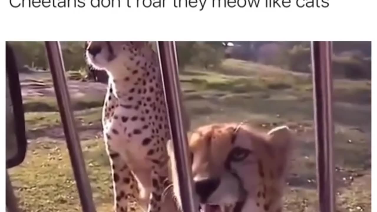 Cheetahs Don't Roar, They Meow: Adorable Cheetah Chatter!