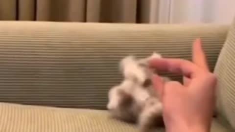 Kungfu cat