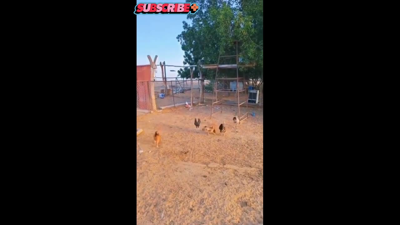 Dog - Chicken - Cat - Other team animal are play the game