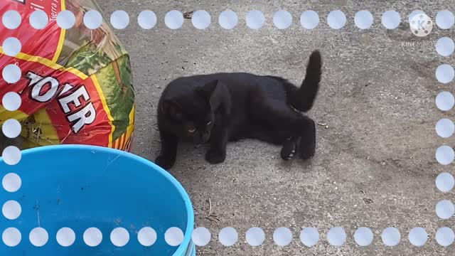 Baby Kitten Looking for Food