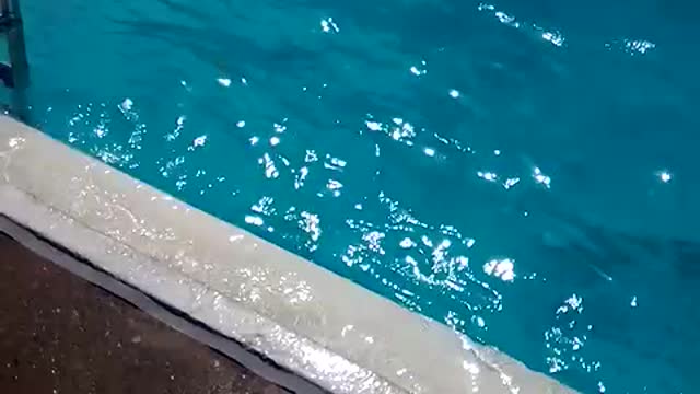 Dog in a pool