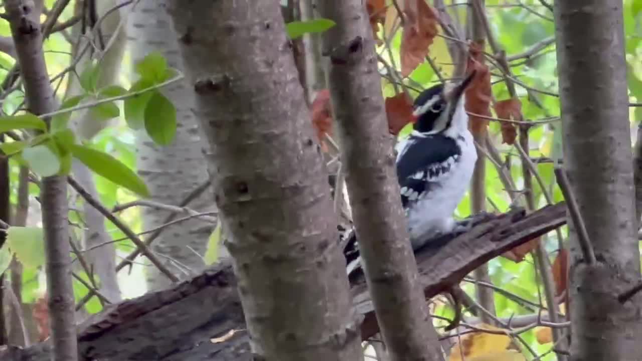 Hairy Wood Pecker hide and seek