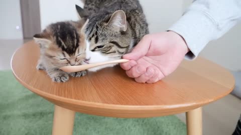Daddy cat Coco does not hesitate to eat daughter's snack
