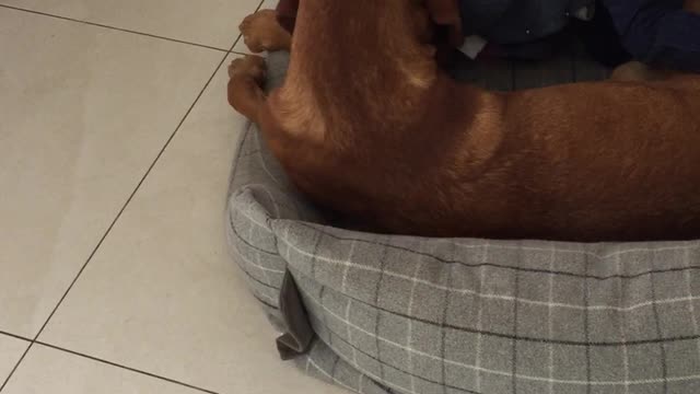 Toddler and Dog are best buddies