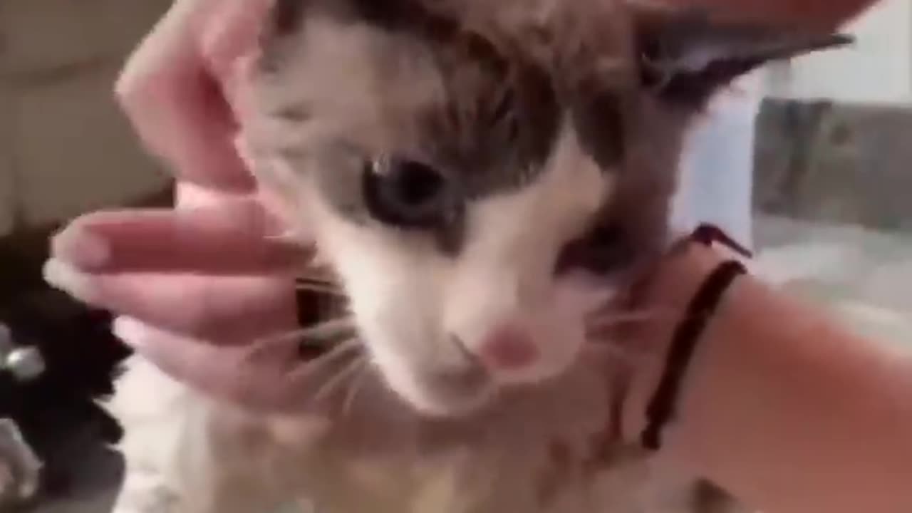 Wath These Disgruntled Cat's Get the Most Unusual Beauty Treatment!