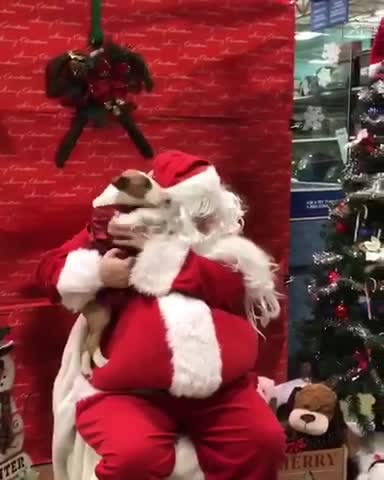 Dog Can't Contain Excitement When Meeting Santa