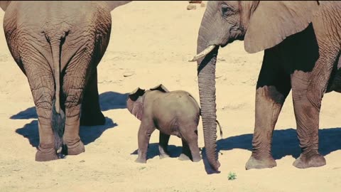 SWEET SWEET ELEPHANT'S KID