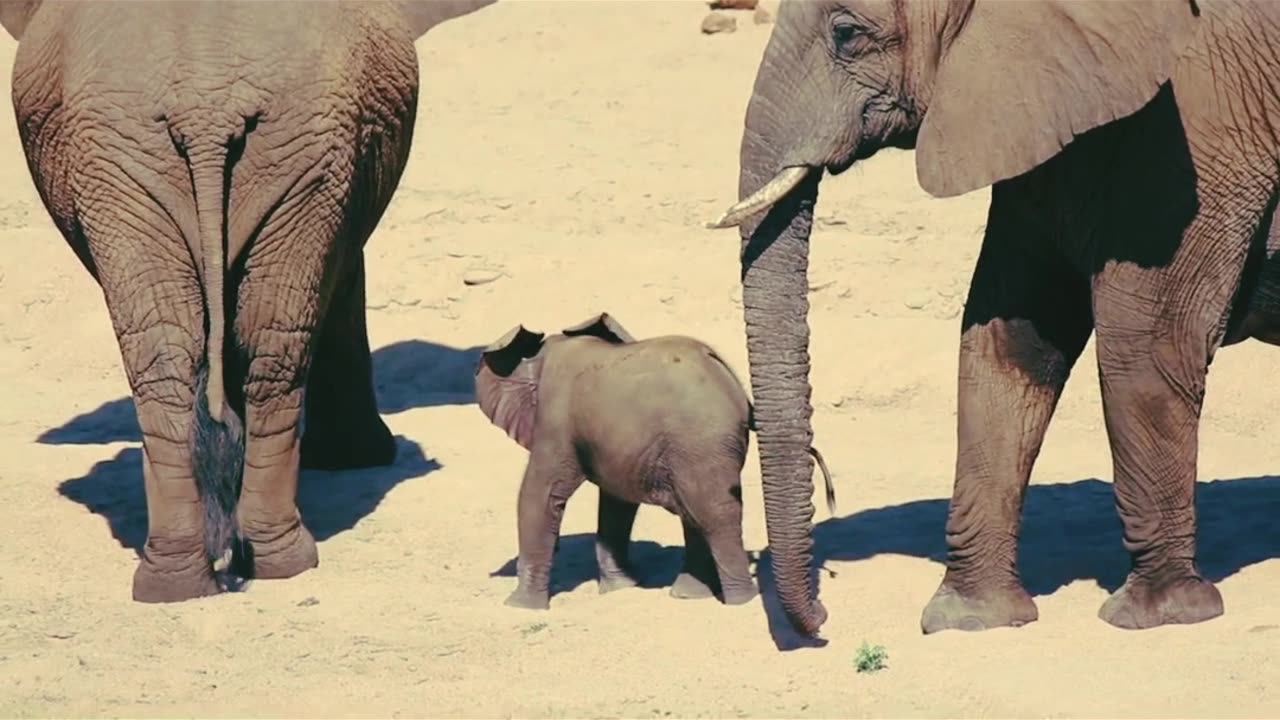 SWEET SWEET ELEPHANT'S KID