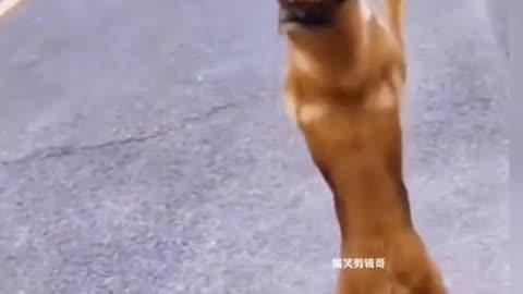 🐕😼😂🤣The funniest, beautiful and new videos of funny animals #and funny people#