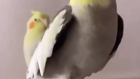 Very beautiful parrot .best birds viral video