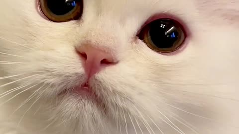 Adorable Kitten 🐾