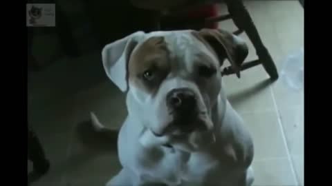 BEST FUNNY ANIMALS COMPILATION