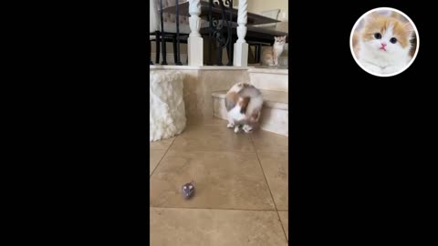 Funny Animal : cat Dance Video Just like Humans funny animals mon