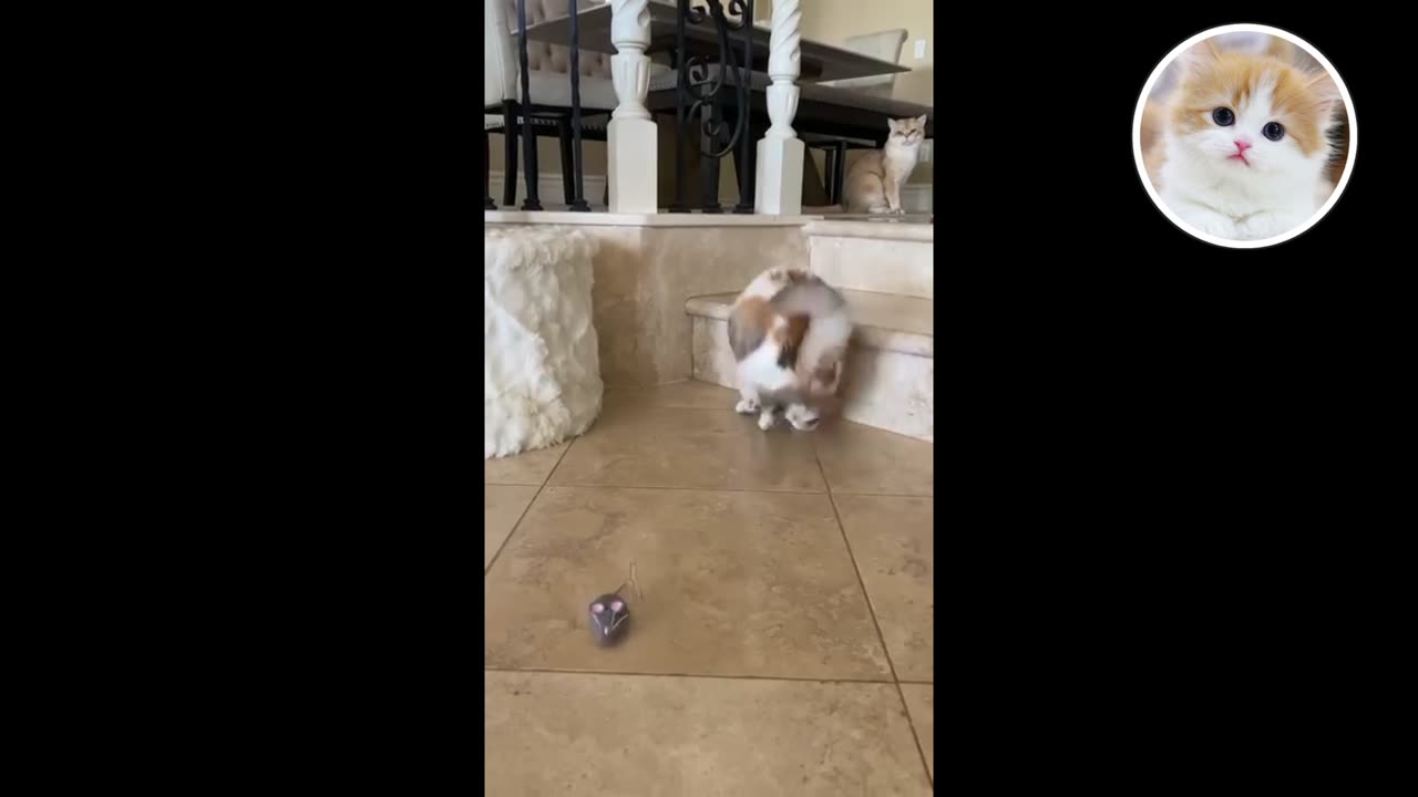 Funny Animal : cat Dance Video Just like Humans funny animals mon