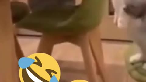 Funny cat video