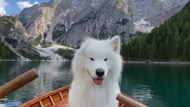 Dogi Video