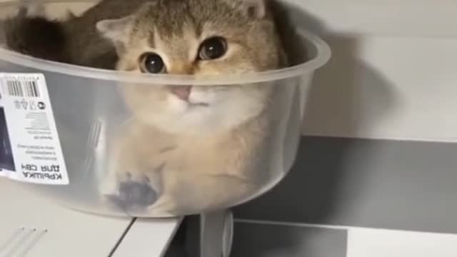 Cute cat Funny videos 🤣