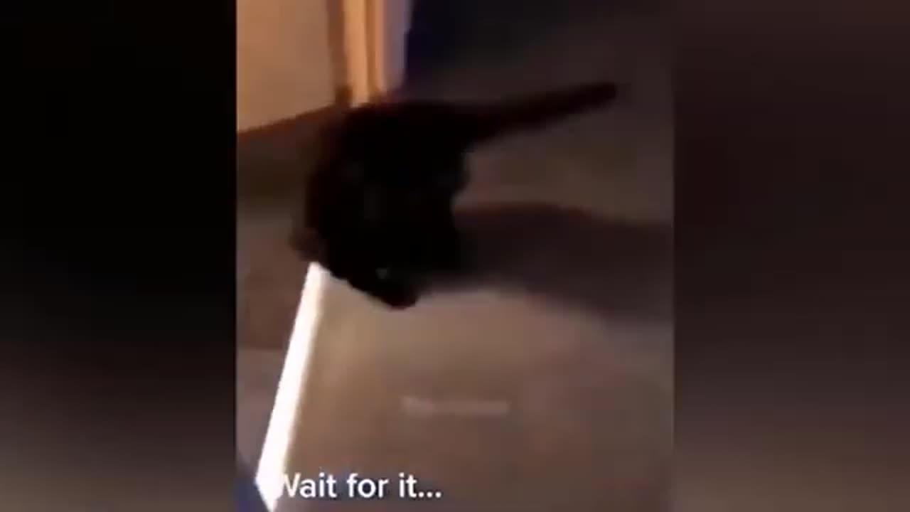 funny video animals by dremer