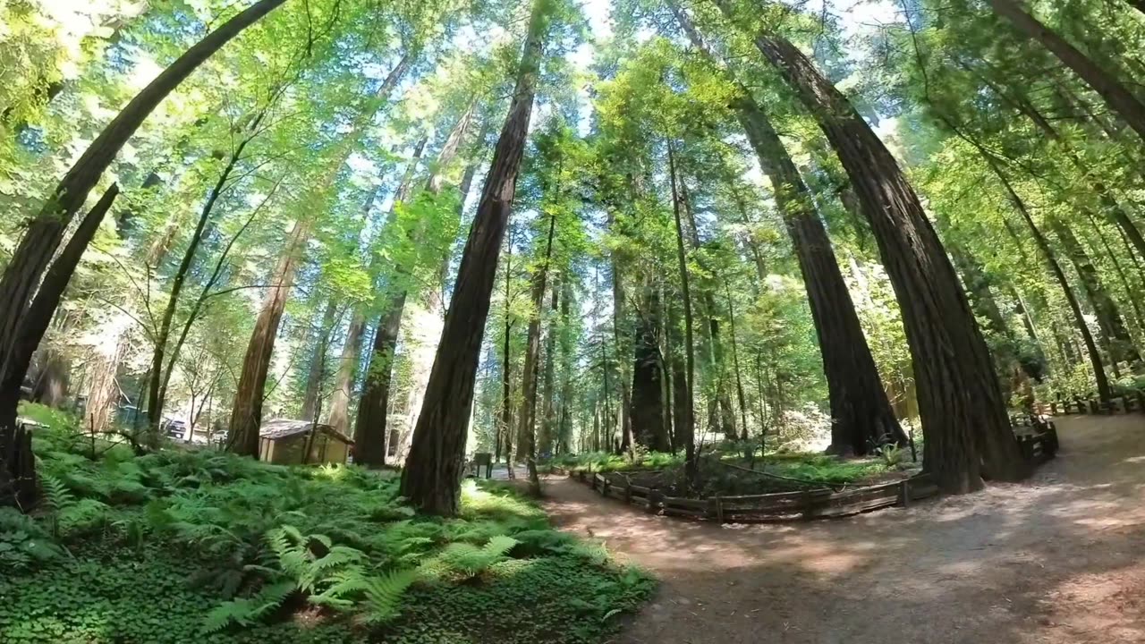 KaraBand Fonders Grove Redwood Trees