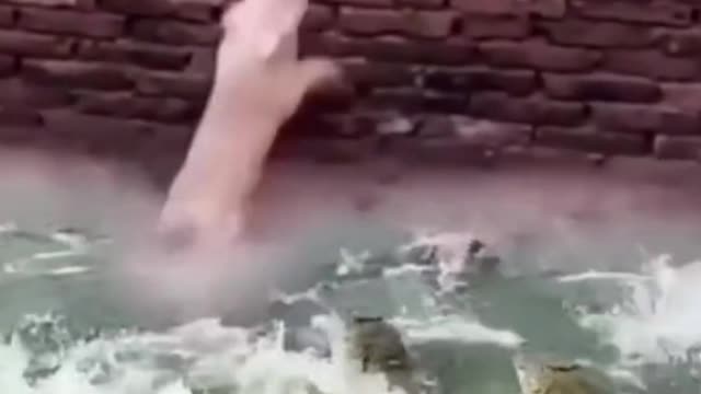 How Poor Dog escape from dangerous Crocodiles !