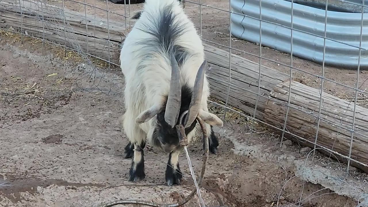 Paw The Almighty Unicorn Goat