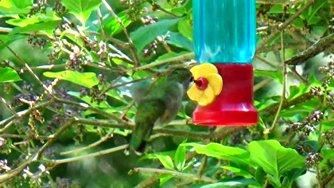 Hummingbird