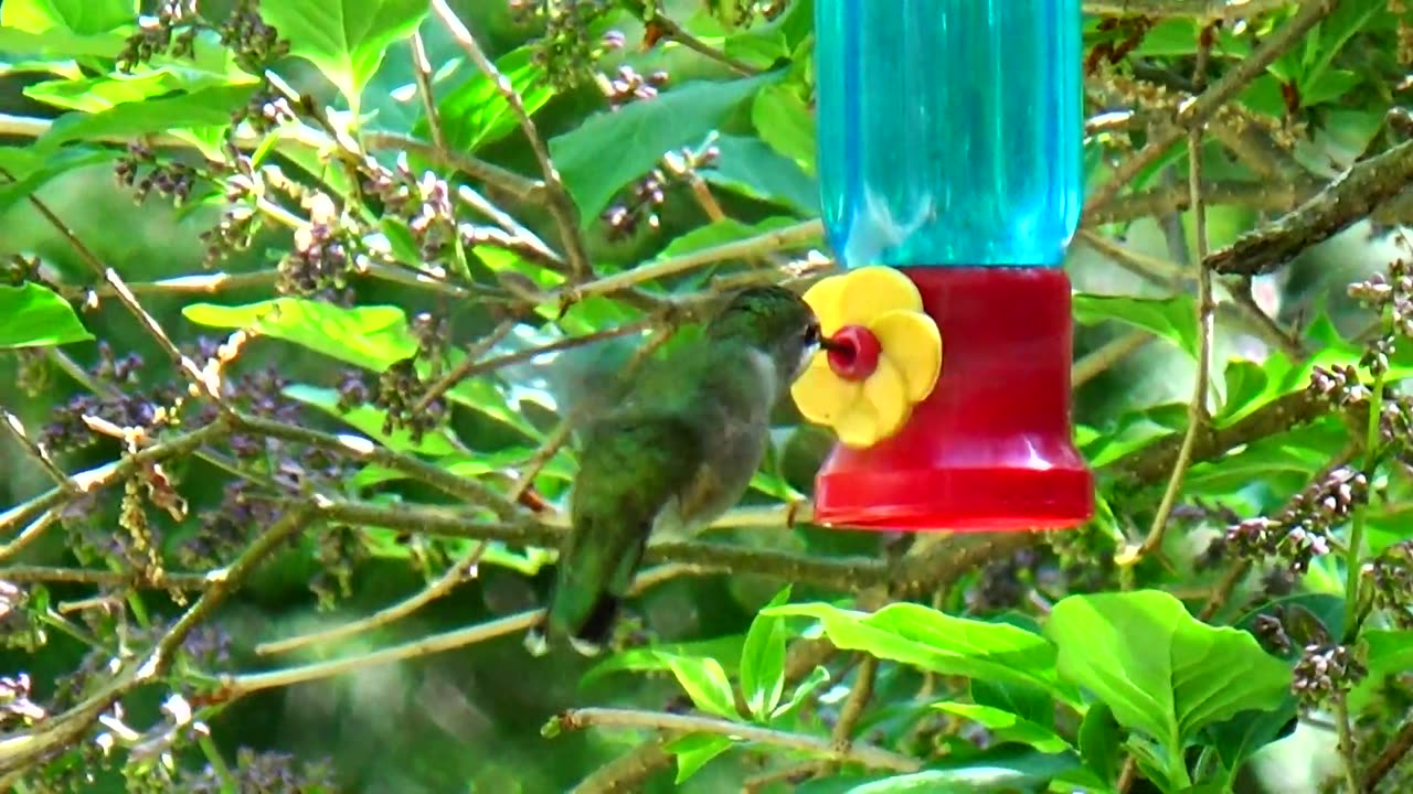 Hummingbird