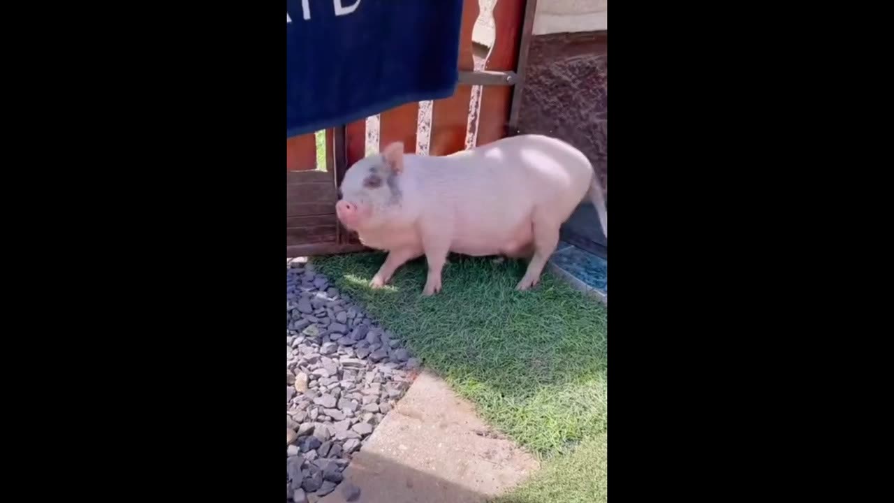 Dancing pig