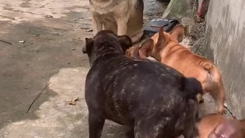 3 puppies (French Bulldog) scare the neighbor's dog