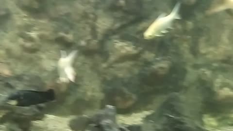 Fish