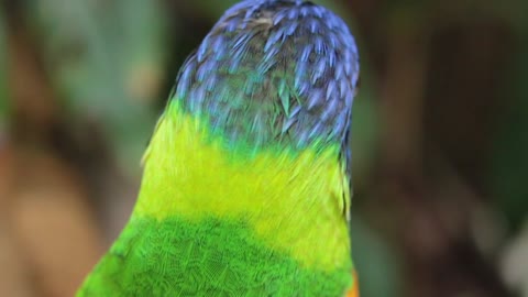 Nice parrot