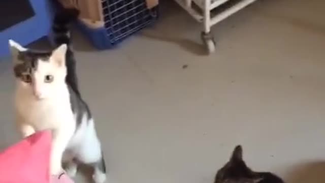 Many cats are on the floor.