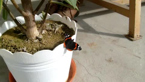 Red admiral